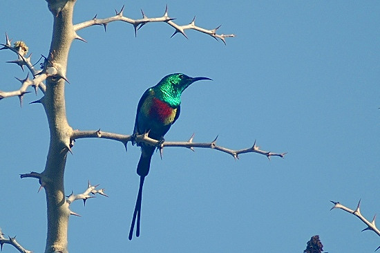 Beautiful Sunbird (m).jpg